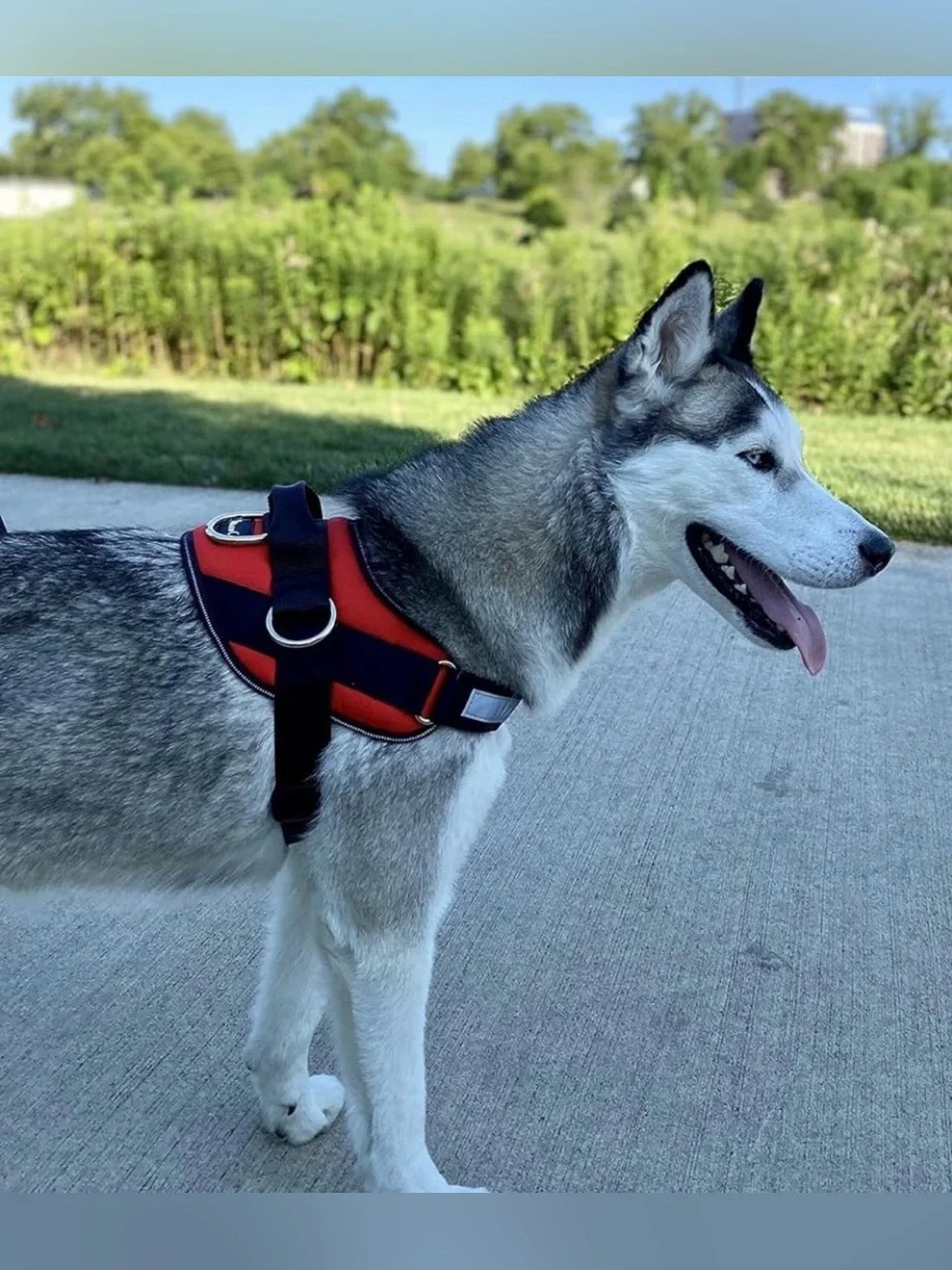 ShawnCo Essential Dog Harness, No-Pull Pet Vest with 3 Leash Clips, No Choke, Re